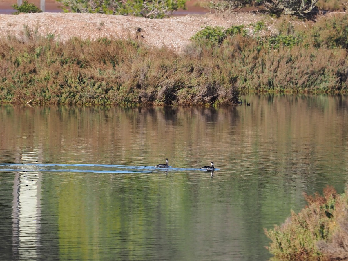 Eared Grebe - ML646228917
