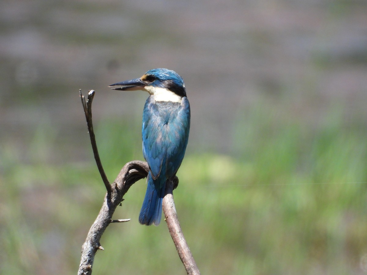 Sacred Kingfisher - ML646228918