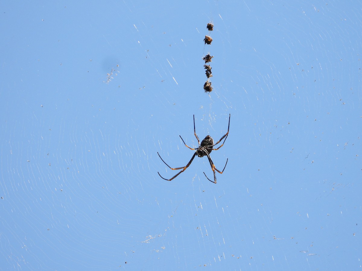 Arachnids - ML646228919