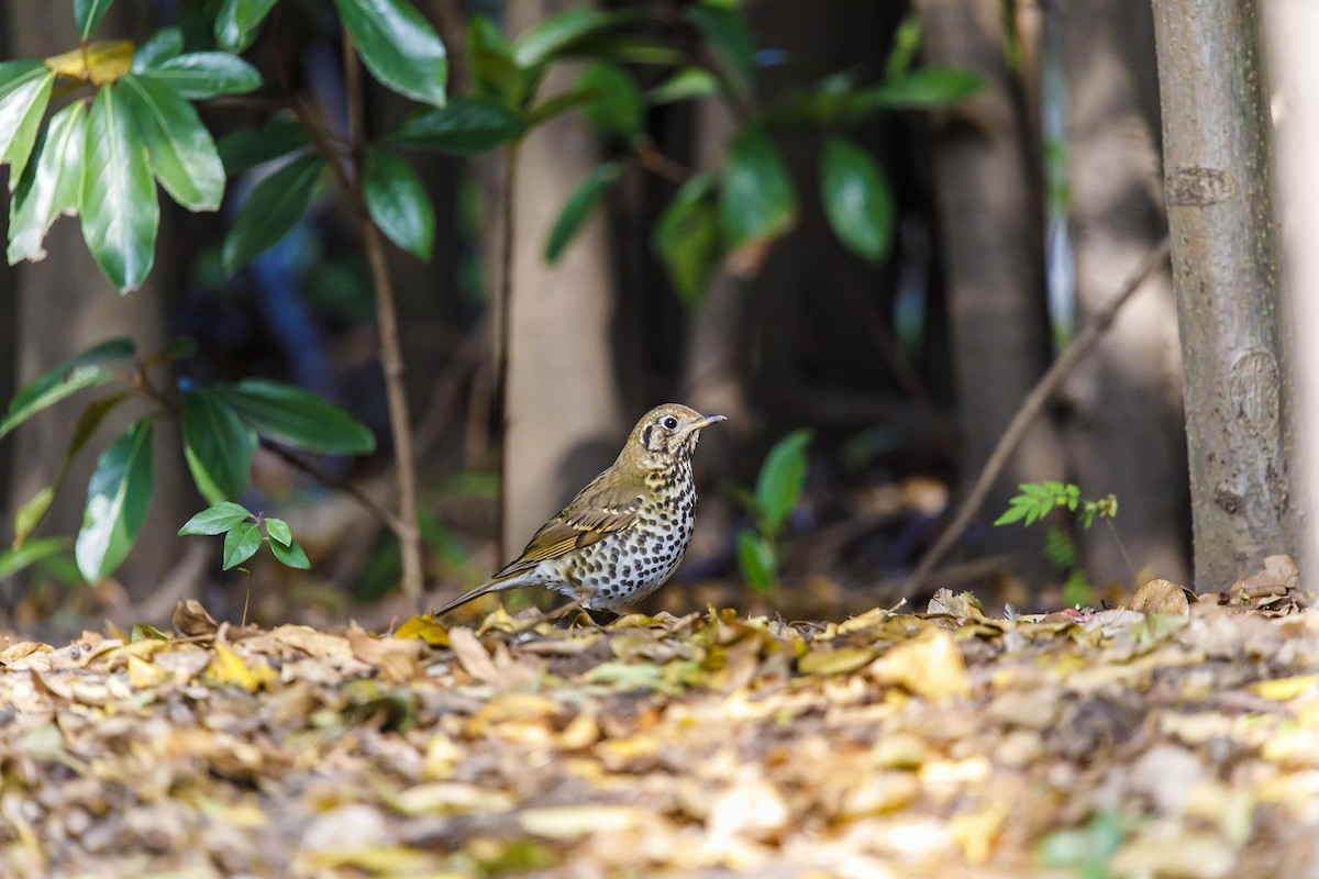 Chinese Thrush - ML646228920