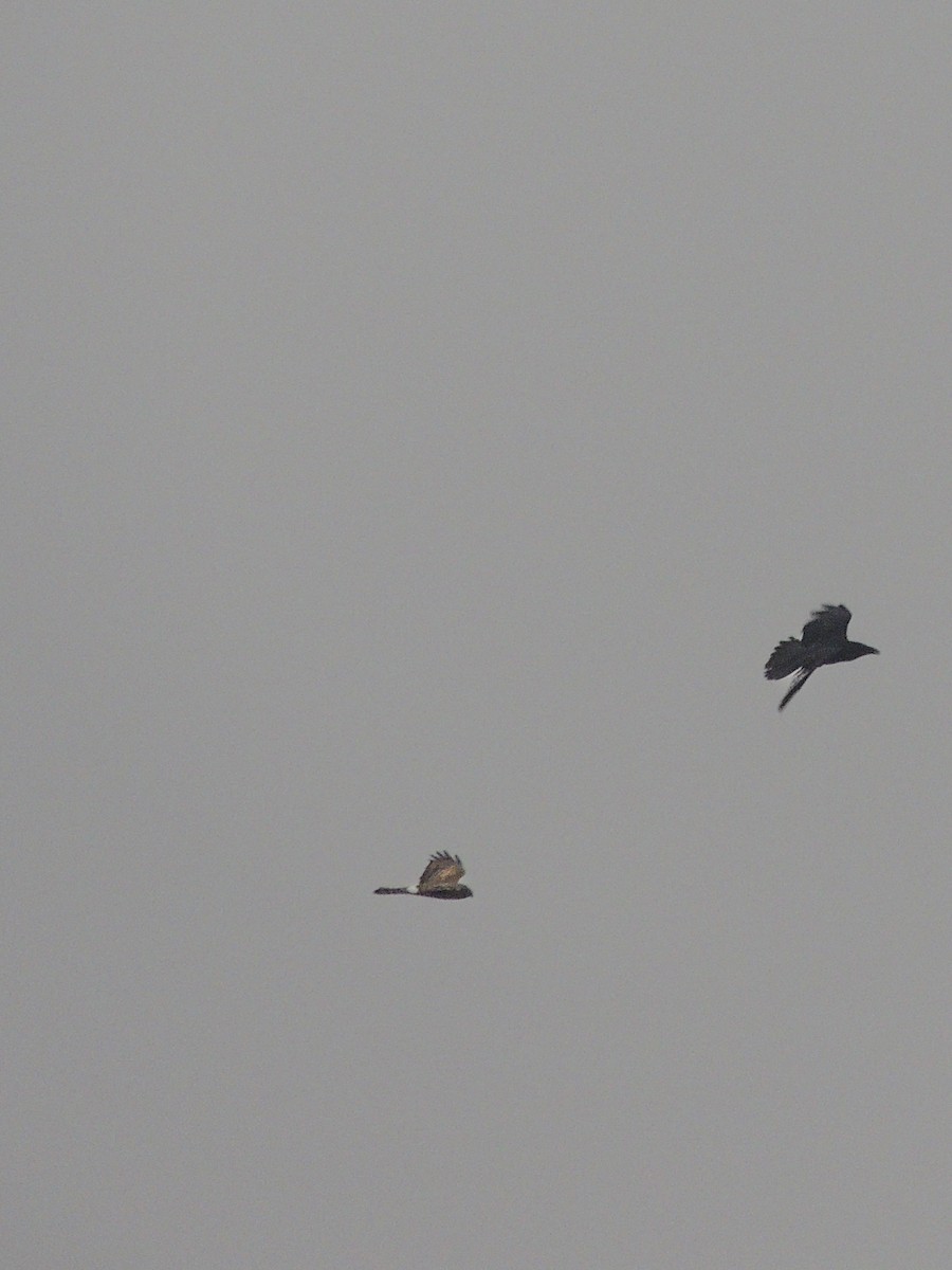 Hen Harrier - ML646228924