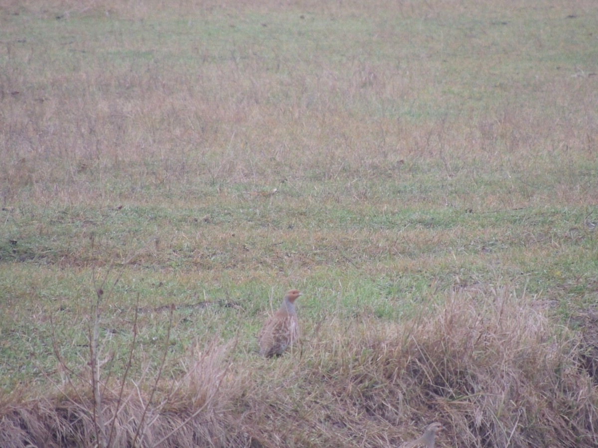 Gray Partridge - ML646228925
