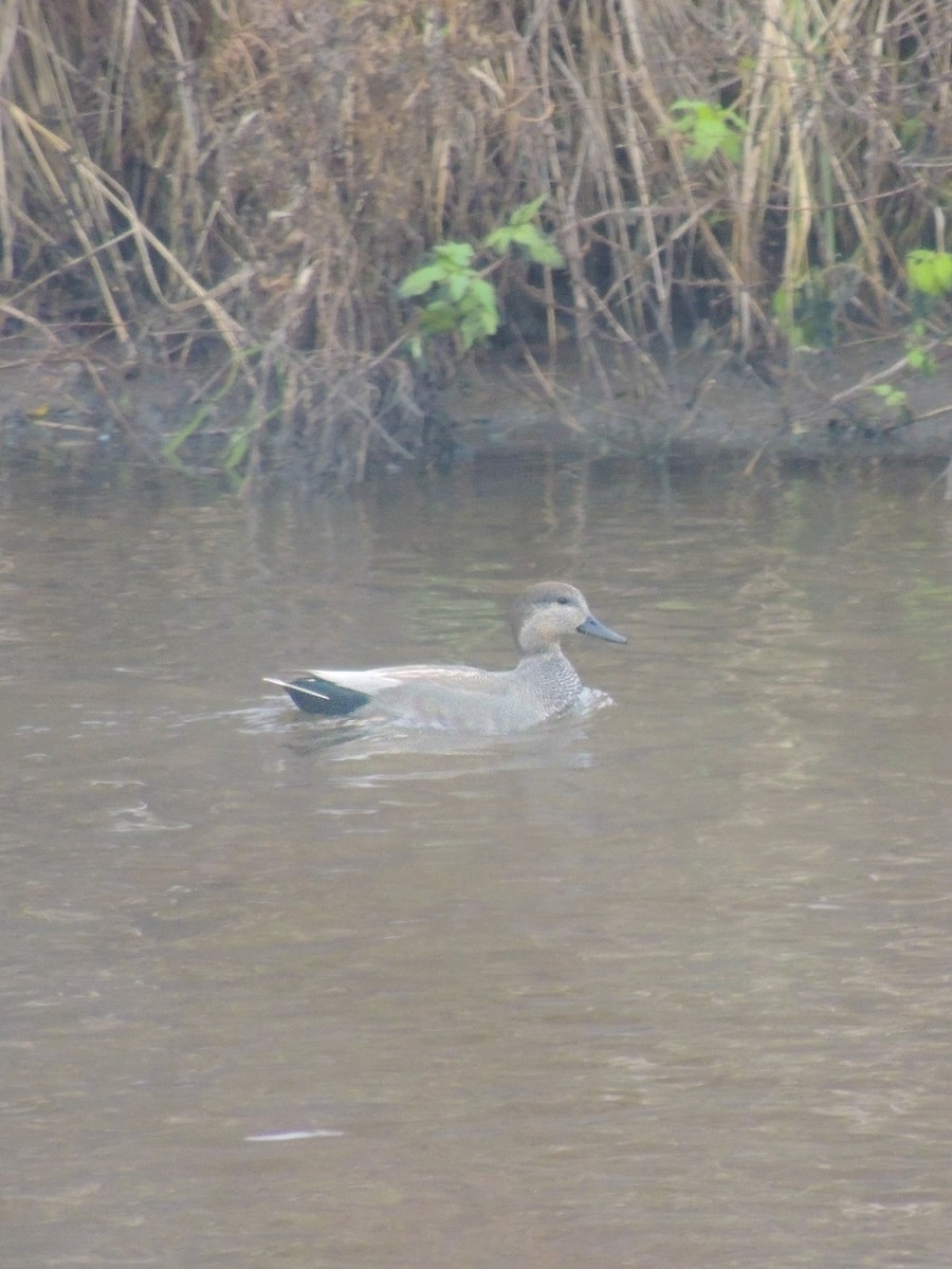 kopřivka obecná - ML646228929