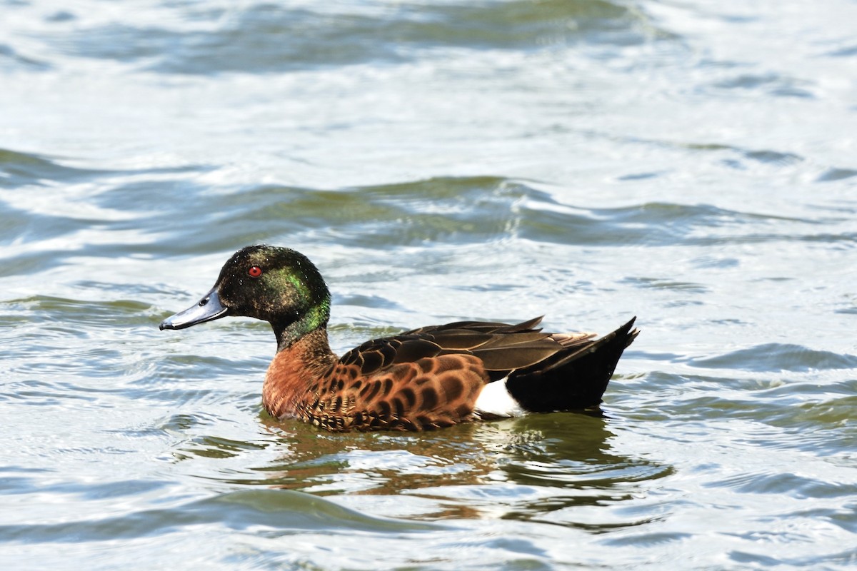 Chestnut Teal - ML646228947