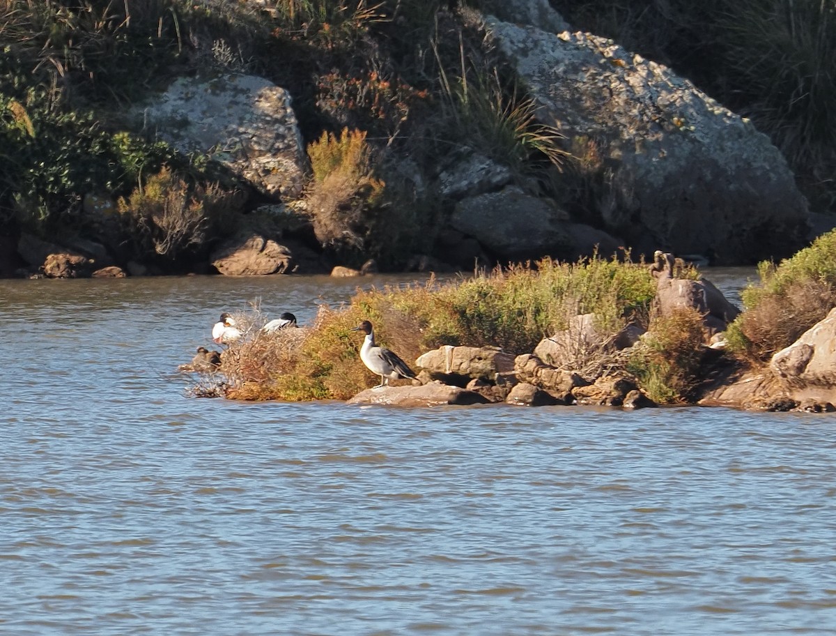 Northern Pintail - ML646228965