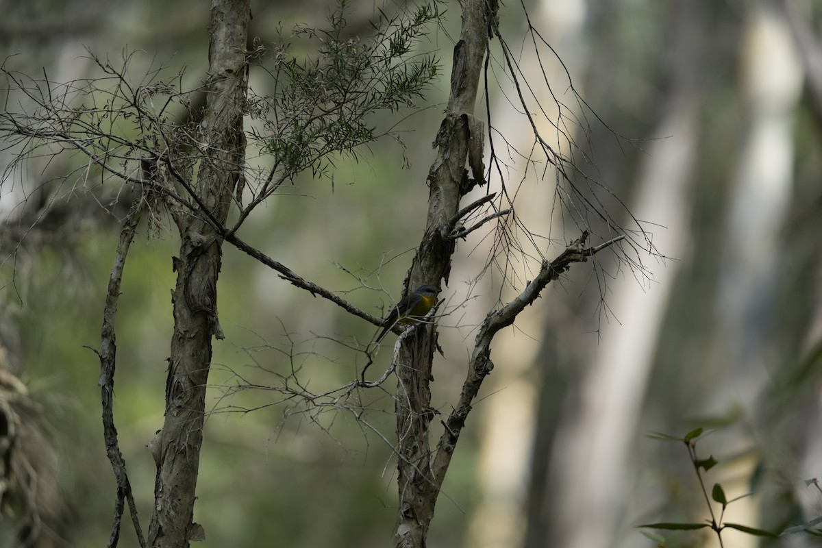 Eastern Yellow Robin - ML646228969