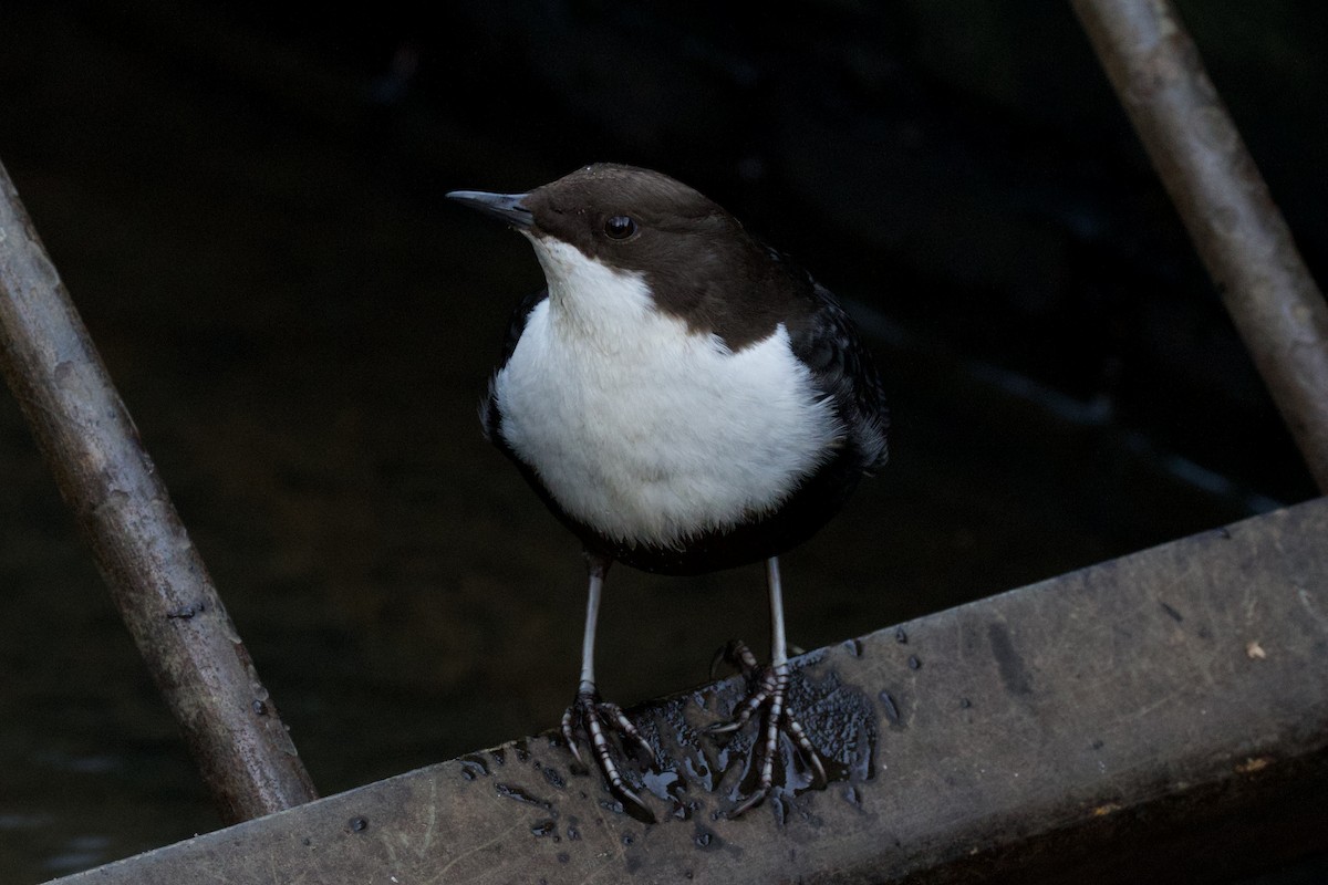 Пронурок біловолий - ML646228979