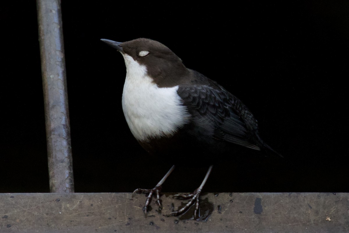 Пронурок біловолий - ML646228980