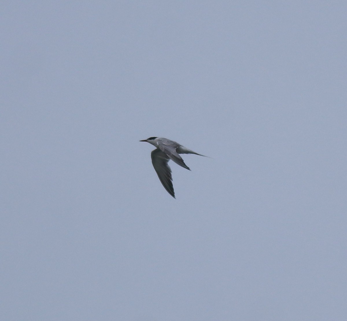 Common Tern - ML646228990