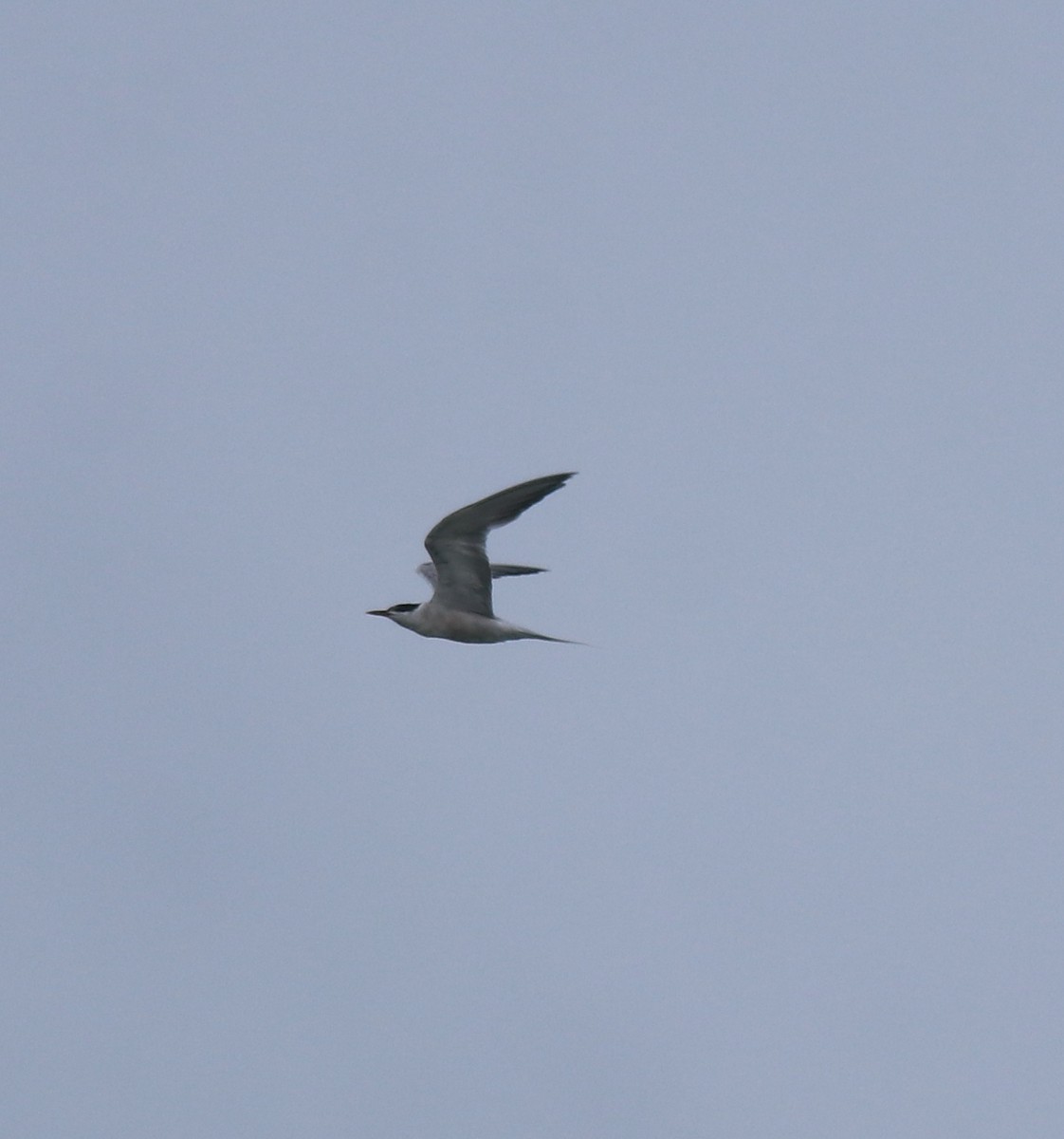 Common Tern - ML646228991