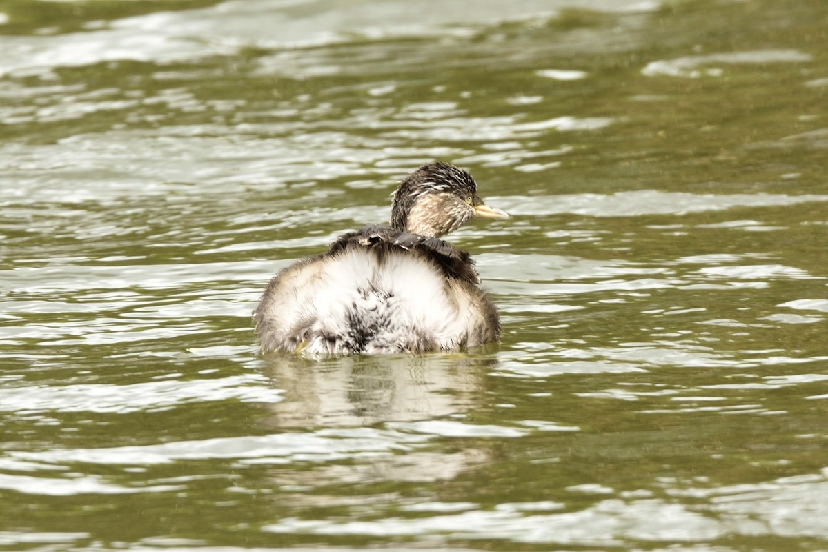 Hoary-headed Grebe - ML646228994
