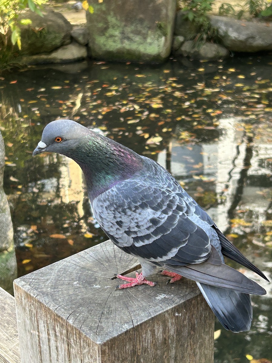 Rock Pigeon (Feral Pigeon) - ML646228999