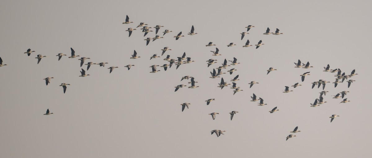Greater White-fronted Goose - ML646229009