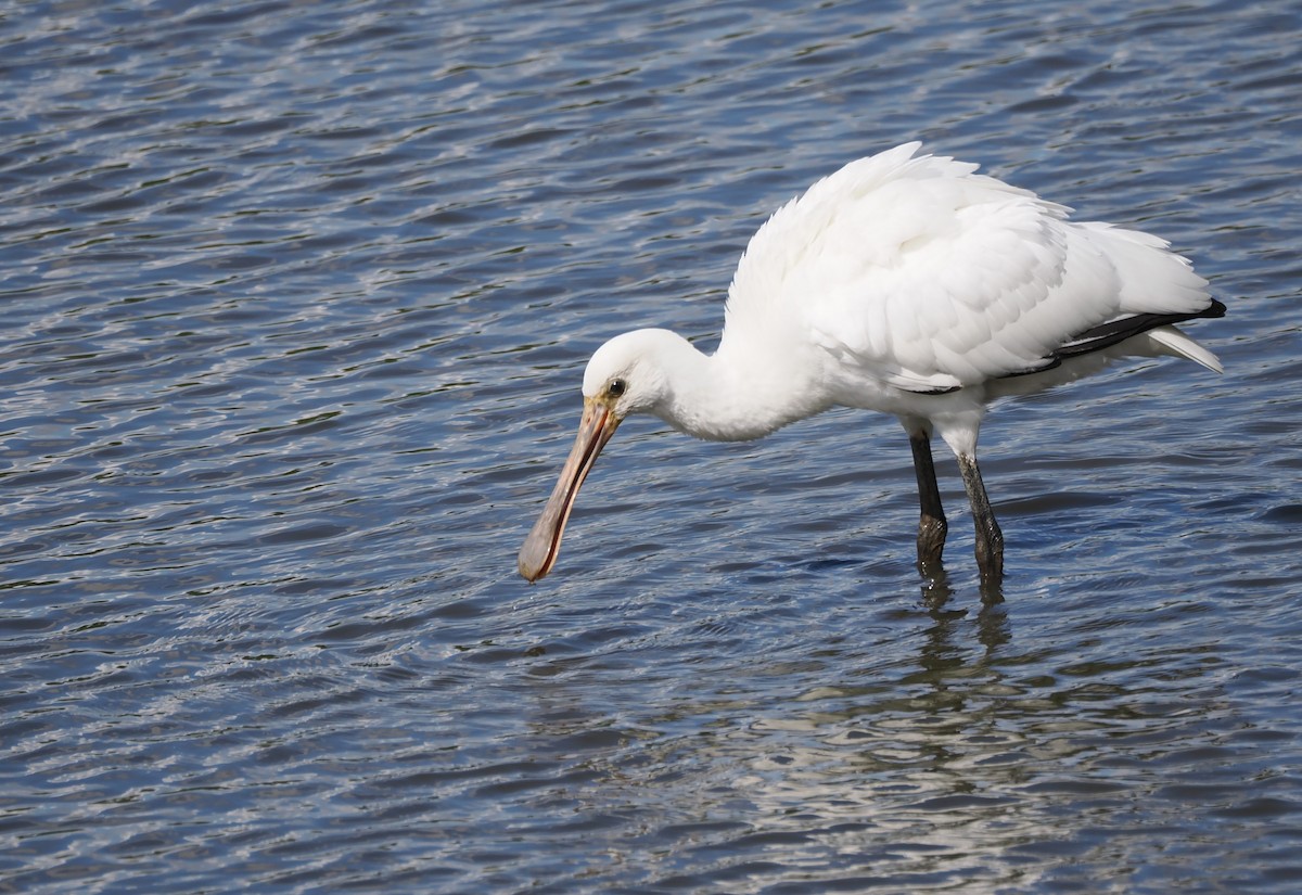 Löffler - ML646229011