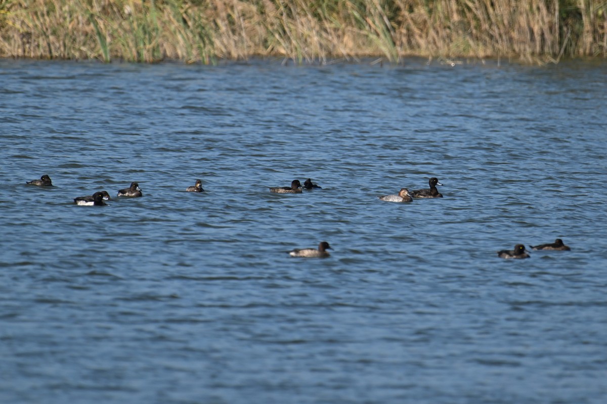 Fuligule milouin - ML646229013