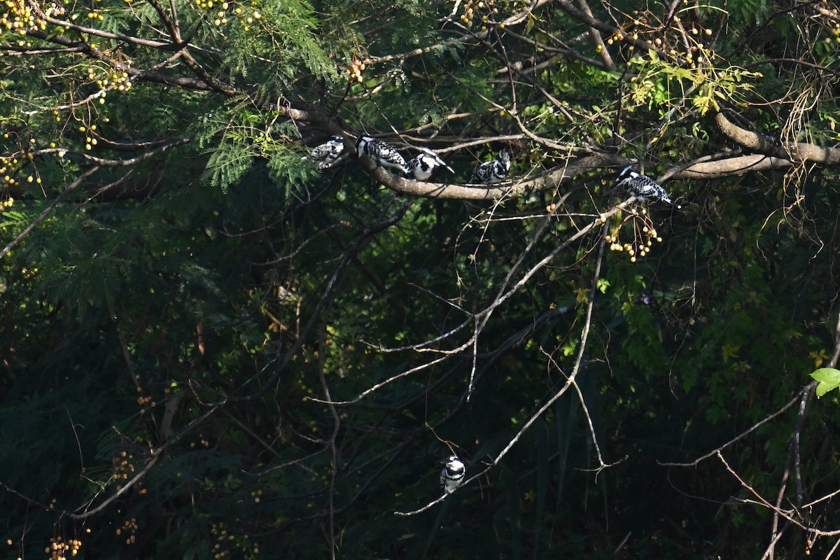Martin-pêcheur pie - ML646229019