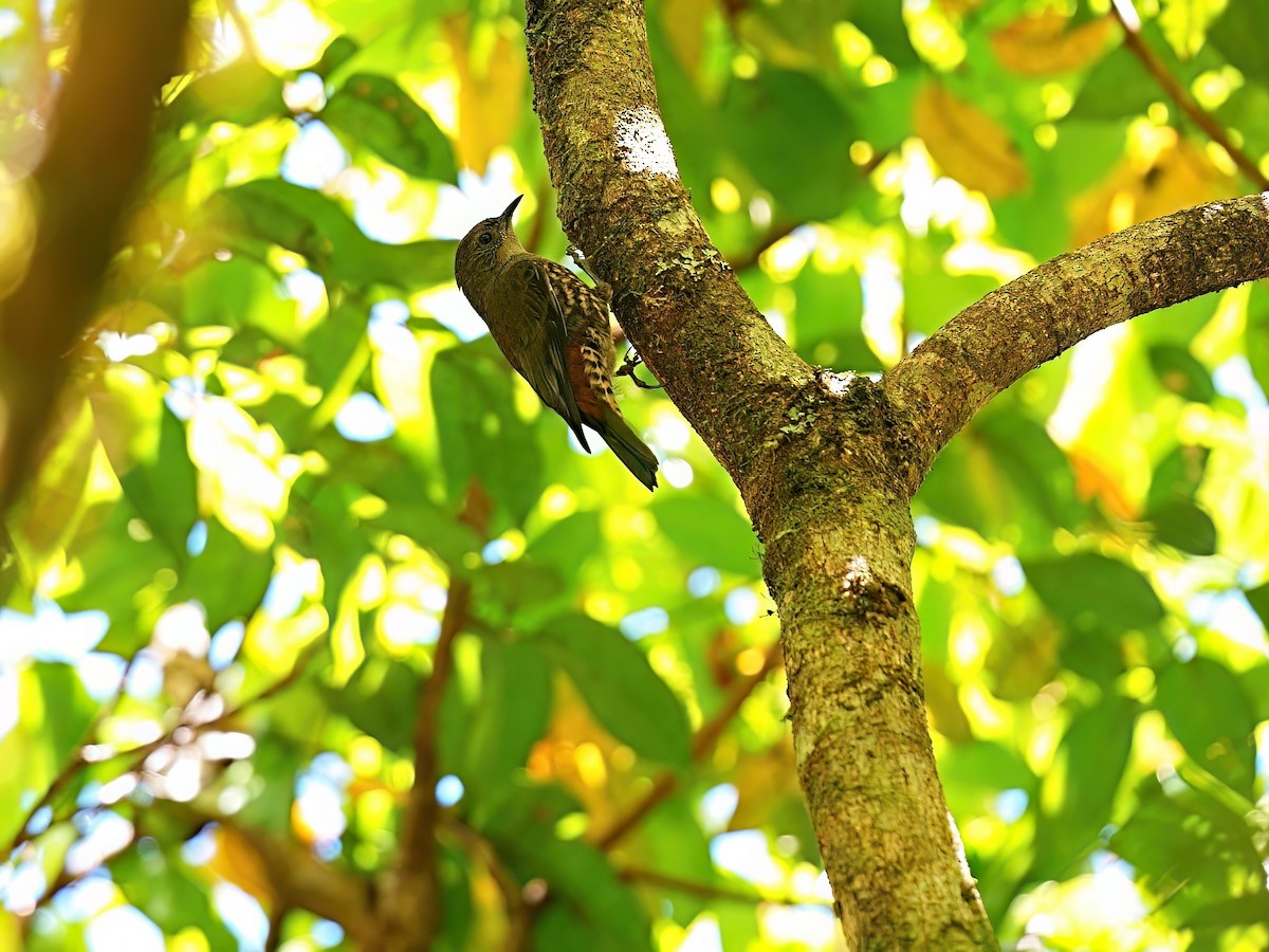 Échelet leucophée (minor) - ML646229020