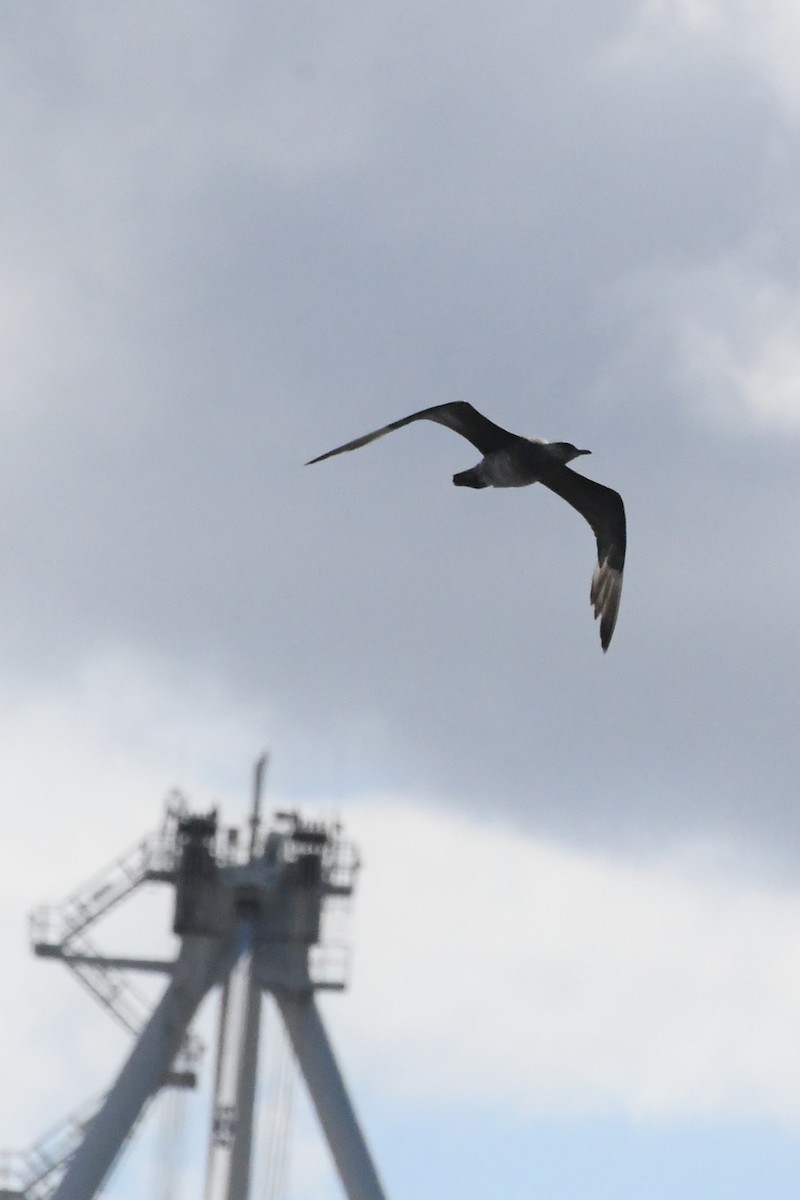 Labbe parasite - ML646229021