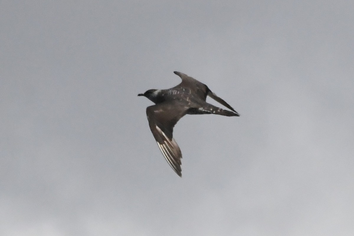 Labbe parasite - ML646229022