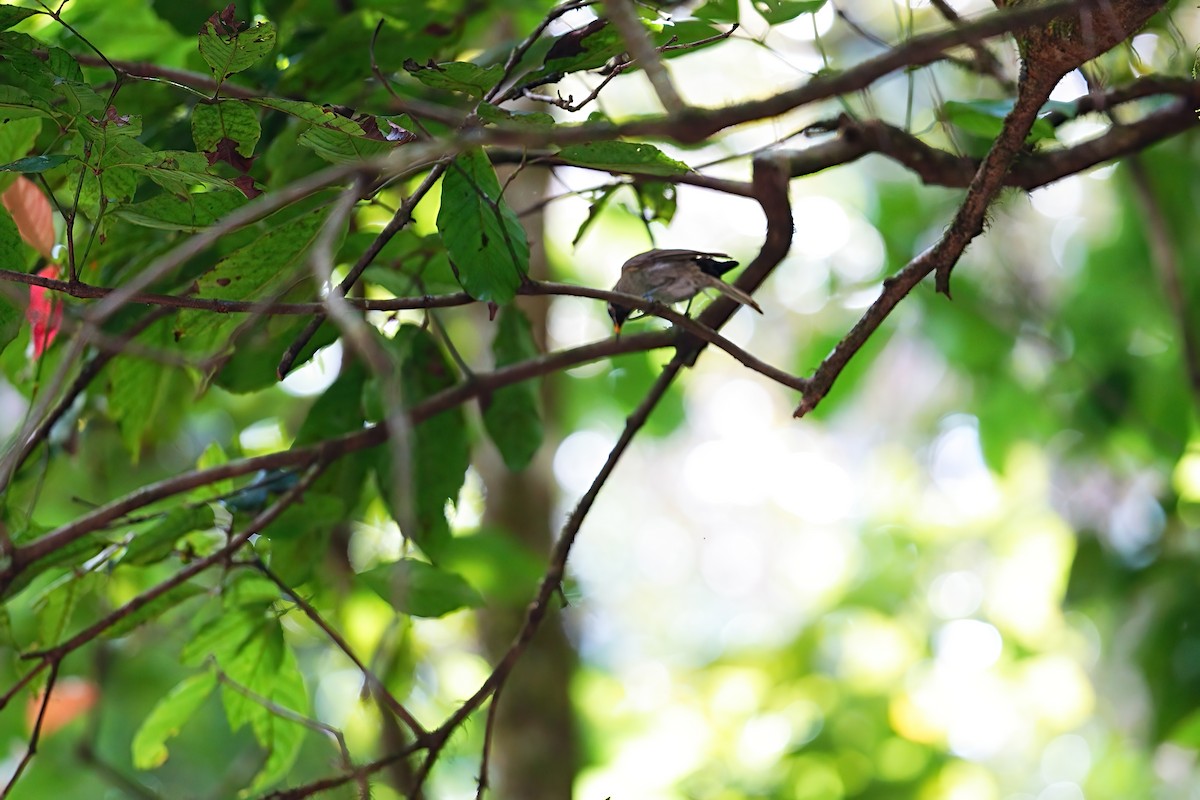 Méliphage bridé - ML646229023