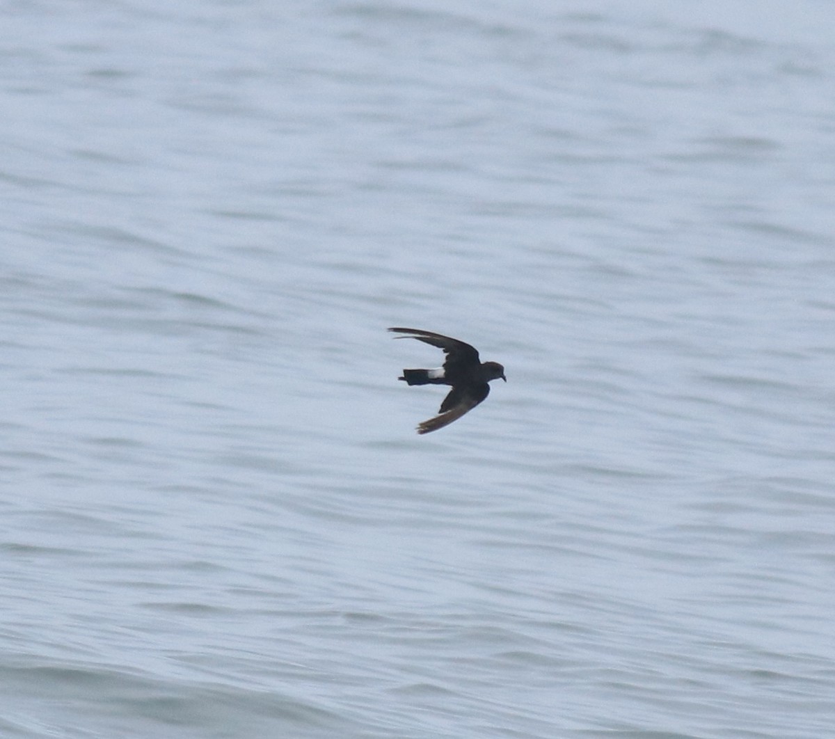 Océanite de Wilson - ML646229024