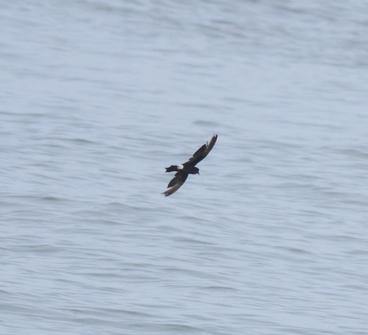 Océanite de Wilson - ML646229025