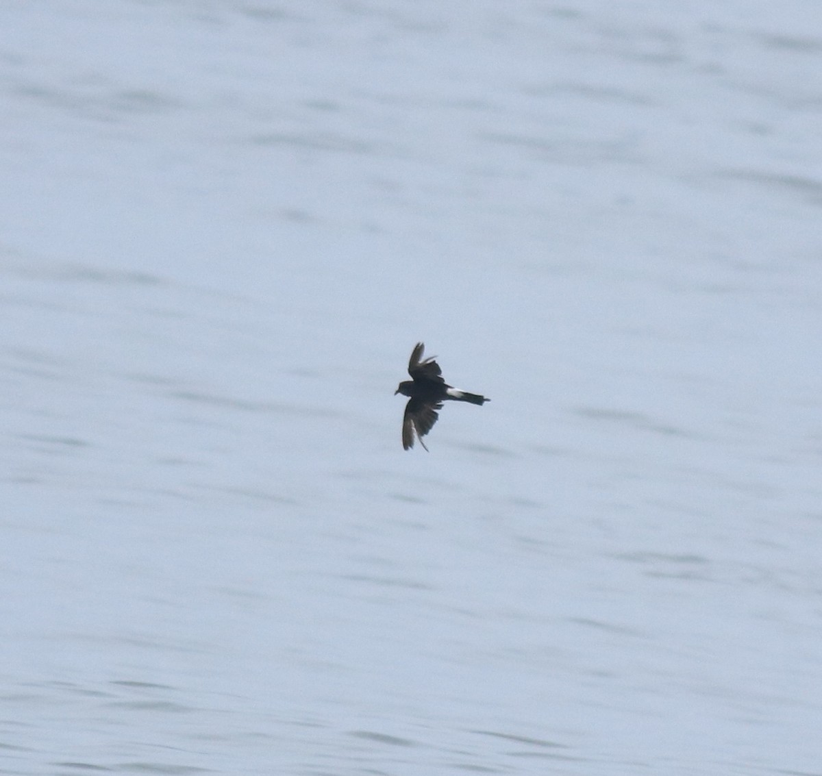 Océanite de Wilson - ML646229026