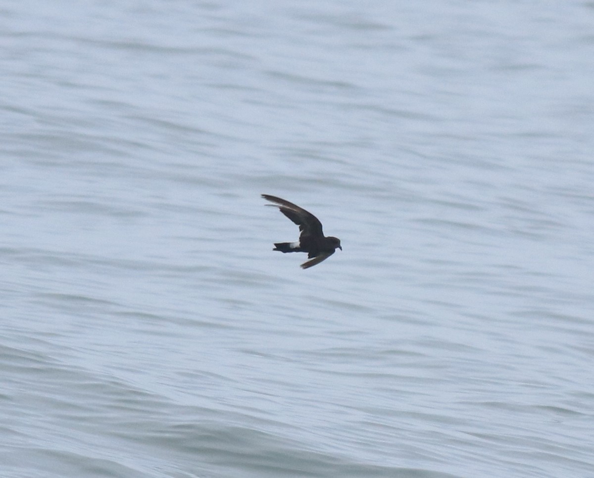 Océanite de Wilson - ML646229027