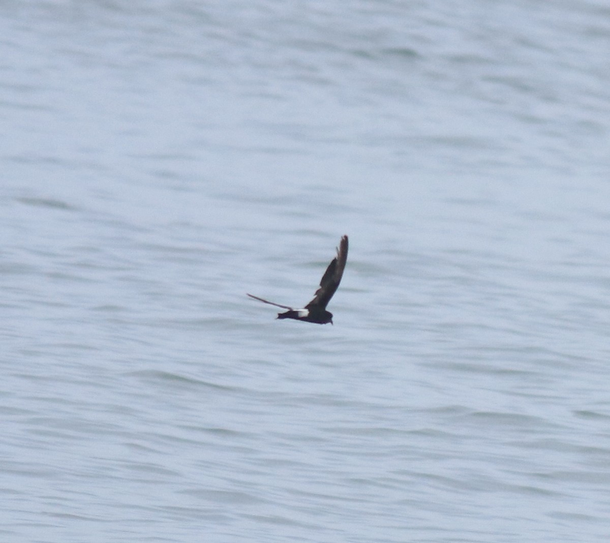 Océanite de Wilson - ML646229028