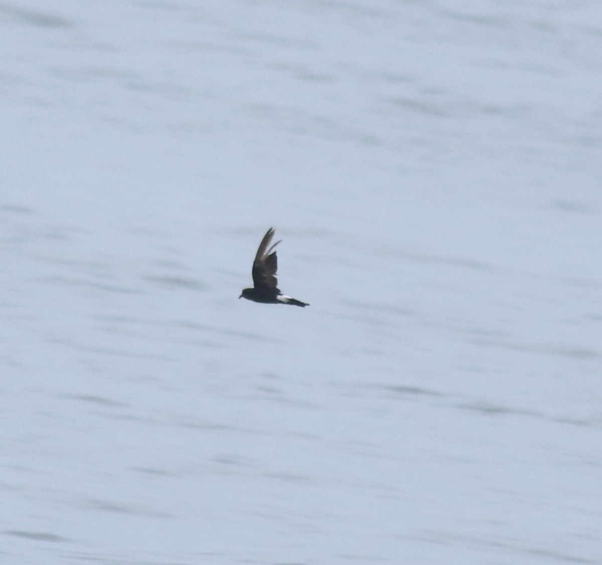 Océanite de Wilson - ML646229029