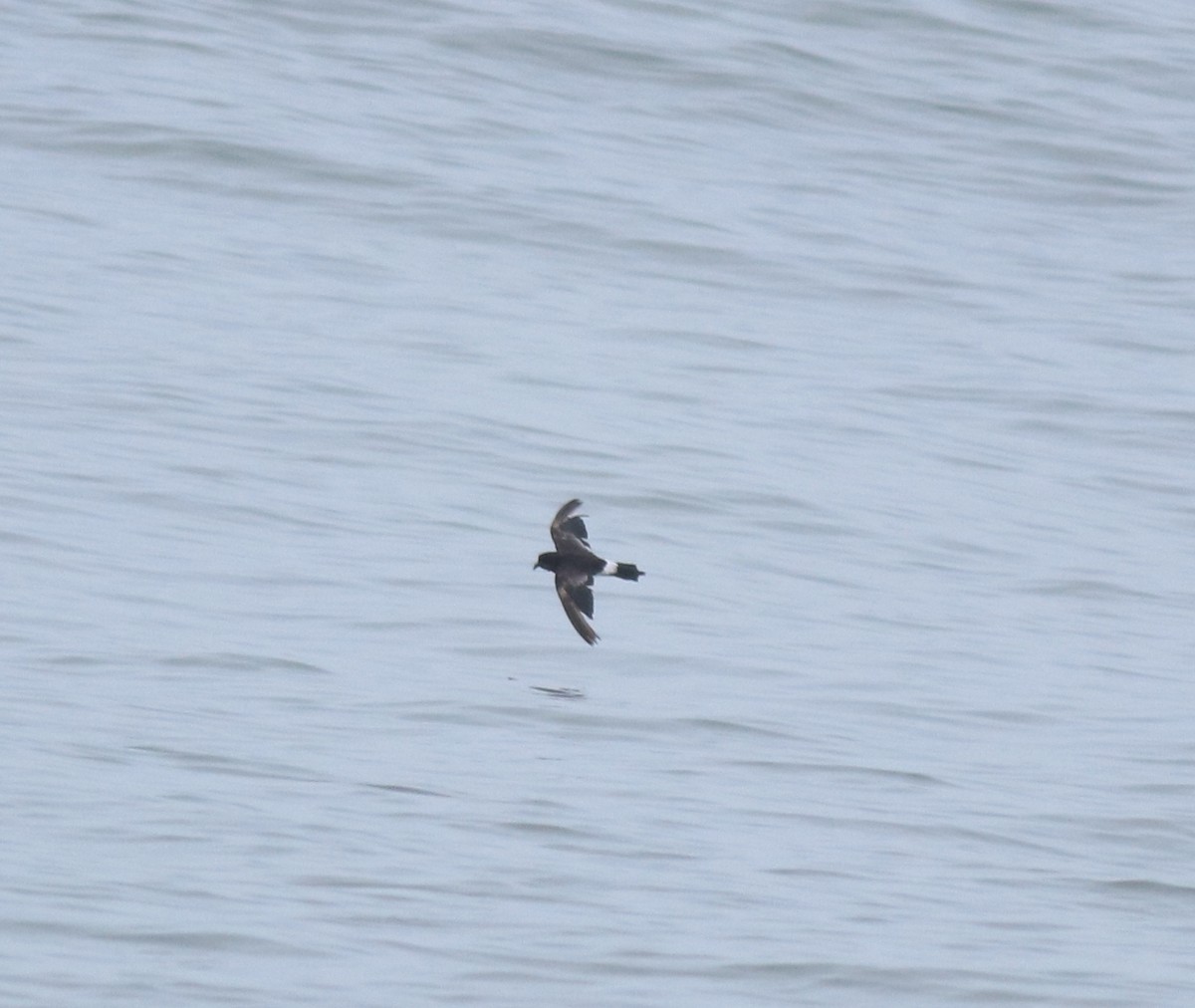 Océanite de Wilson - ML646229030