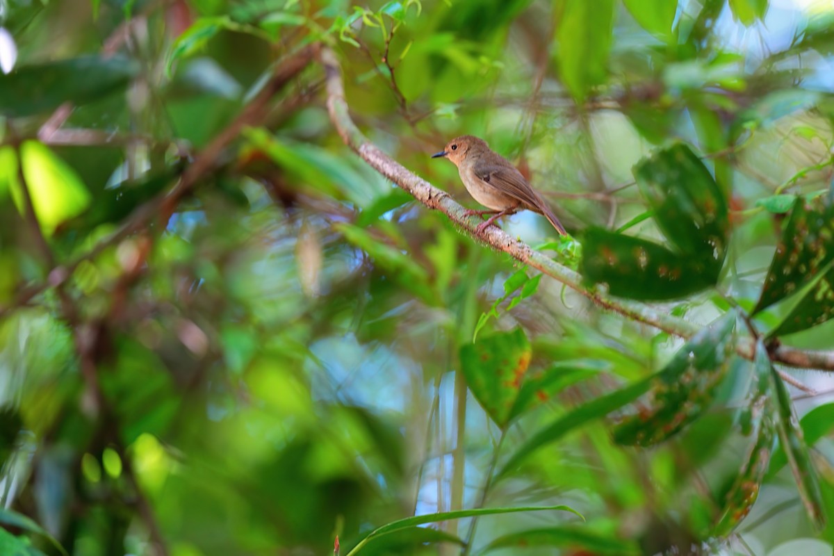 Séricorne à grand bec - ML646229032