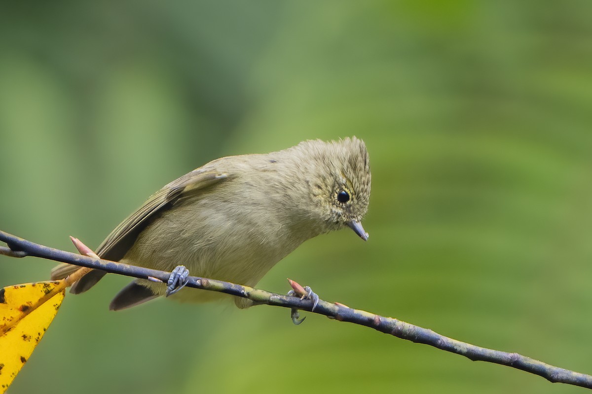 Mésange modeste - ML646229034