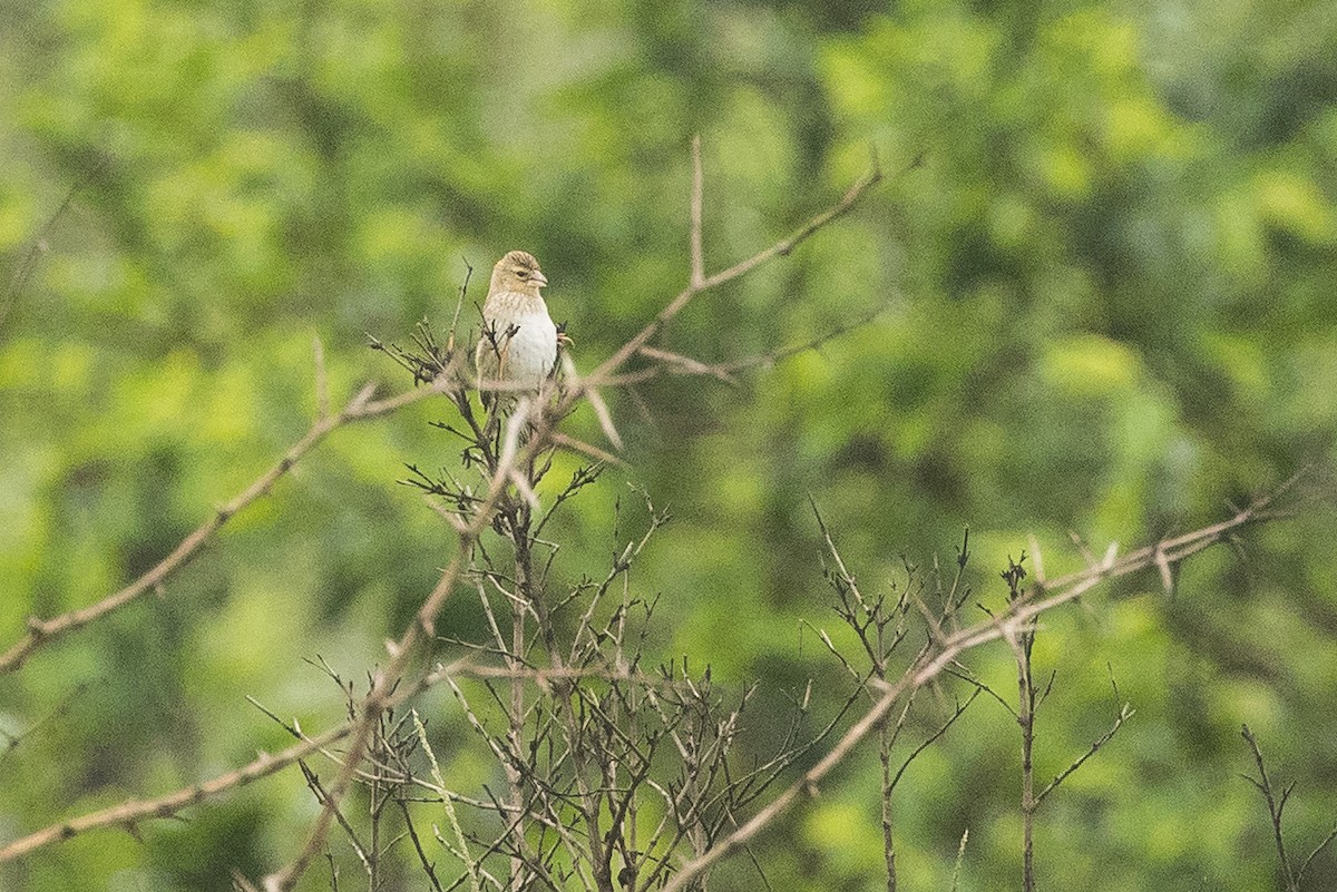 Euplecte ignicolore - ML646229035