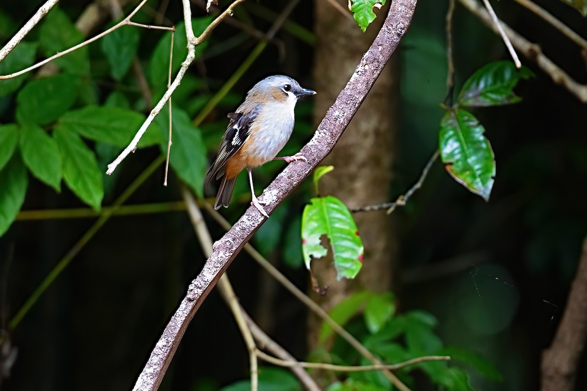 Miro à tête grise - ML646229036