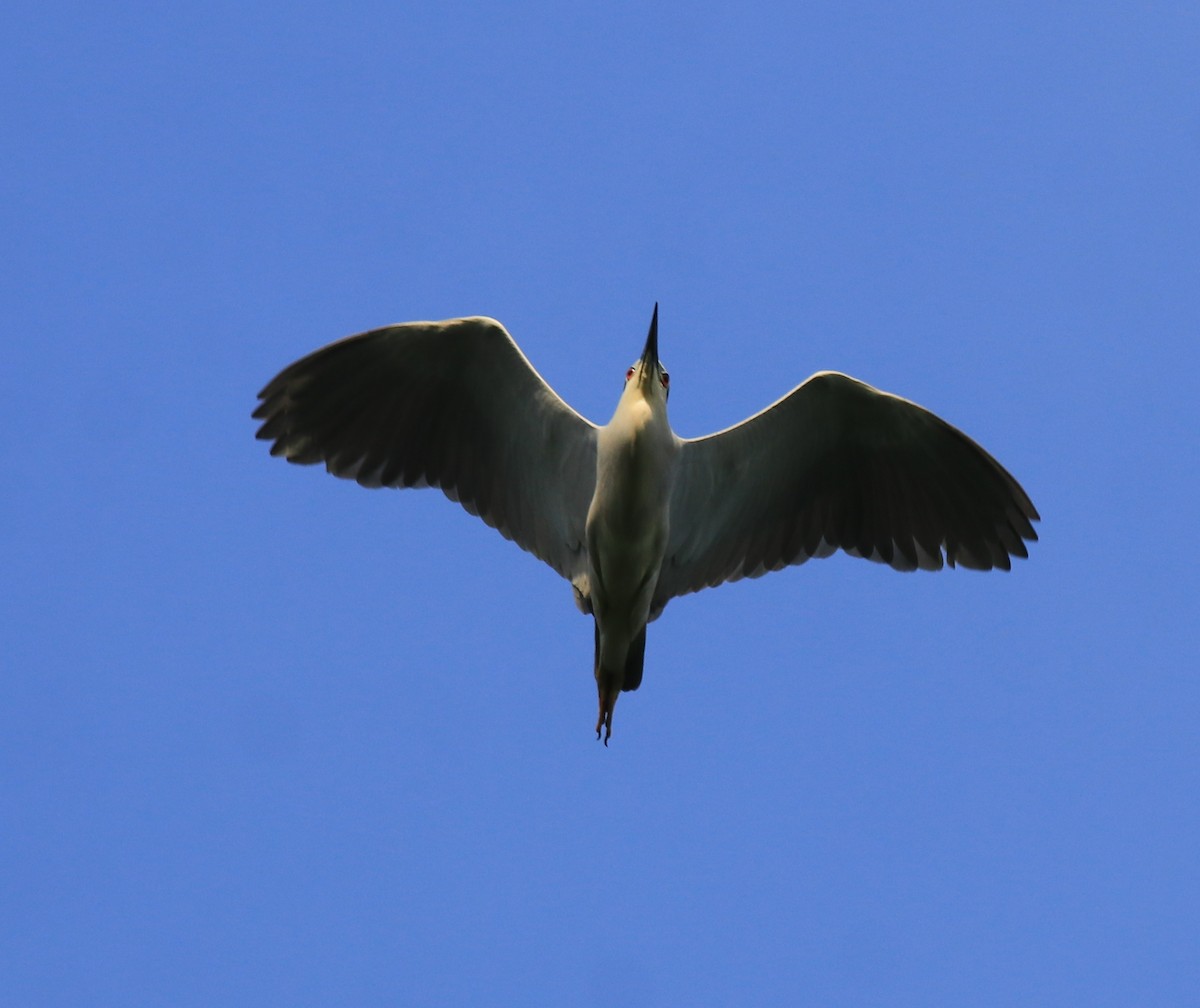 Bihoreau gris - ML646229037