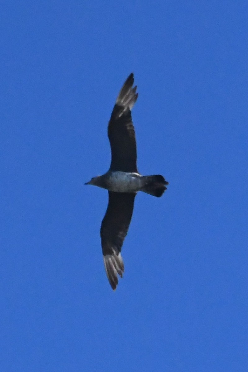 Labbe parasite - ML646229039