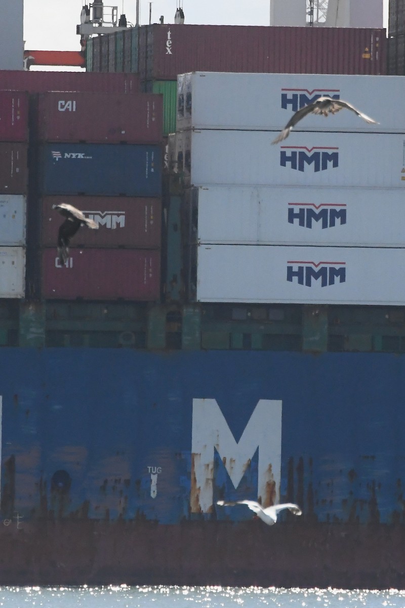 Mouette argentée - ML646229040