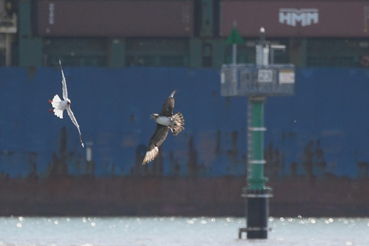 Mouette argentée - ML646229041