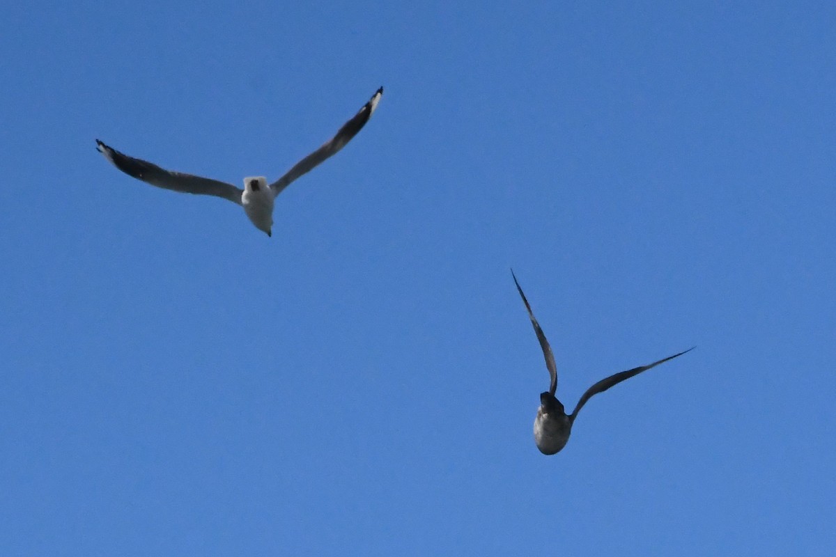 Mouette argentée - ML646229043