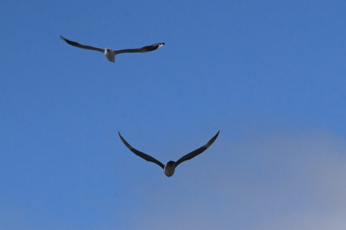 Mouette argentée - ML646229044