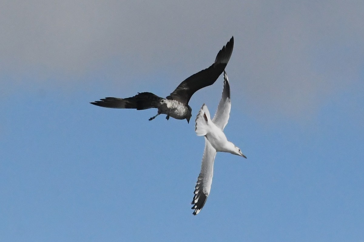 Mouette argentée - ML646229046