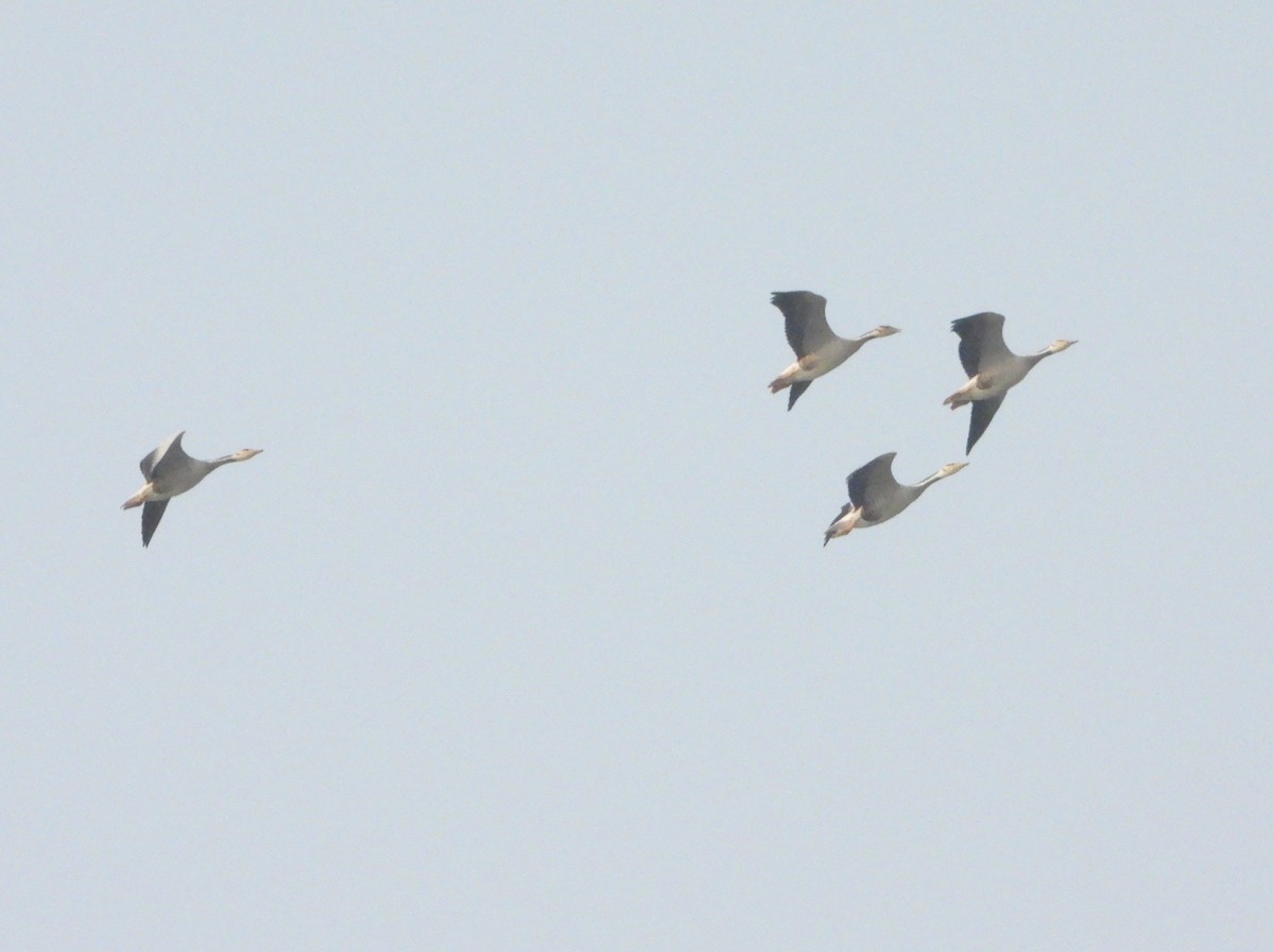 Oie à tête barrée - ML646229047