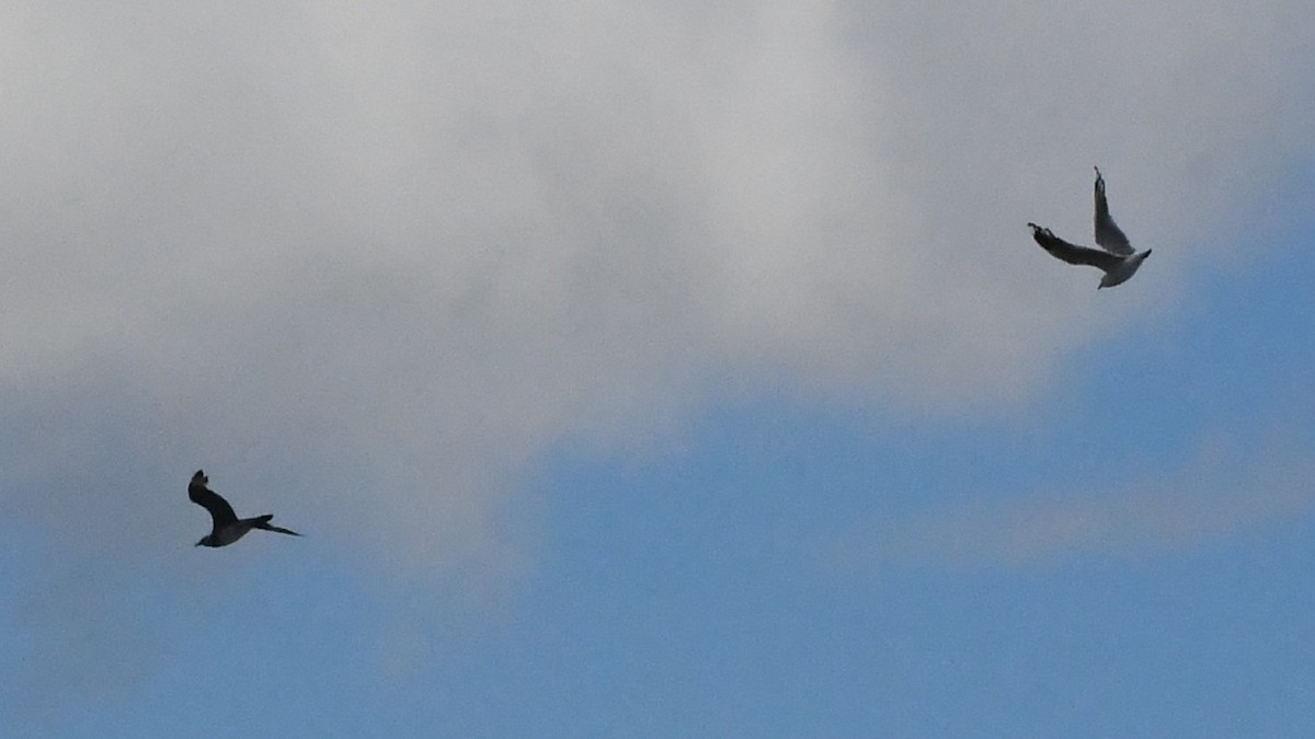 Mouette argentée - ML646229048