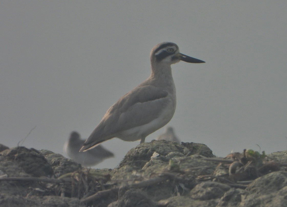 Great Thick-knee - ML646229049