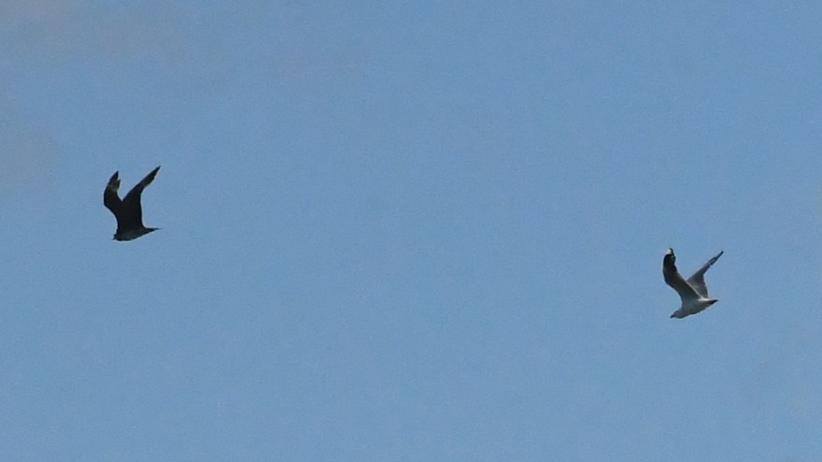 Silver Gull - ML646229050