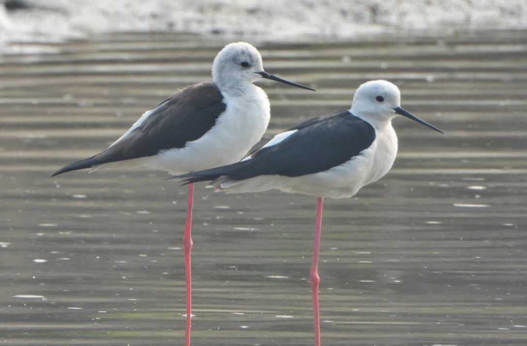 Black-winged Stilt - ML646229051