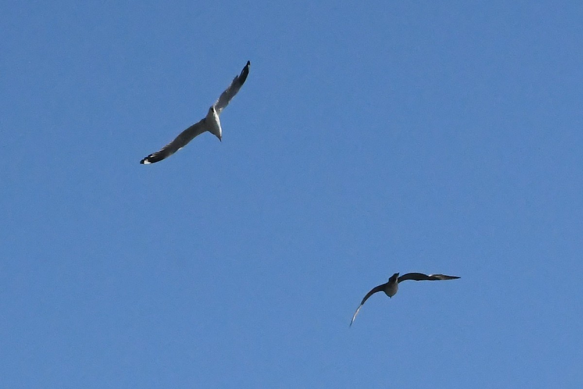Silver Gull - ML646229052