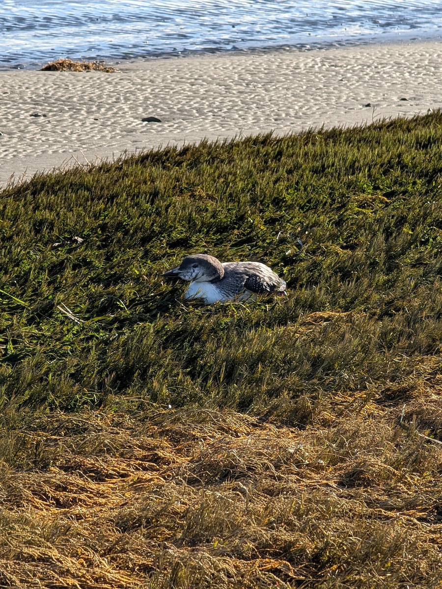 Common Loon - ML646229053