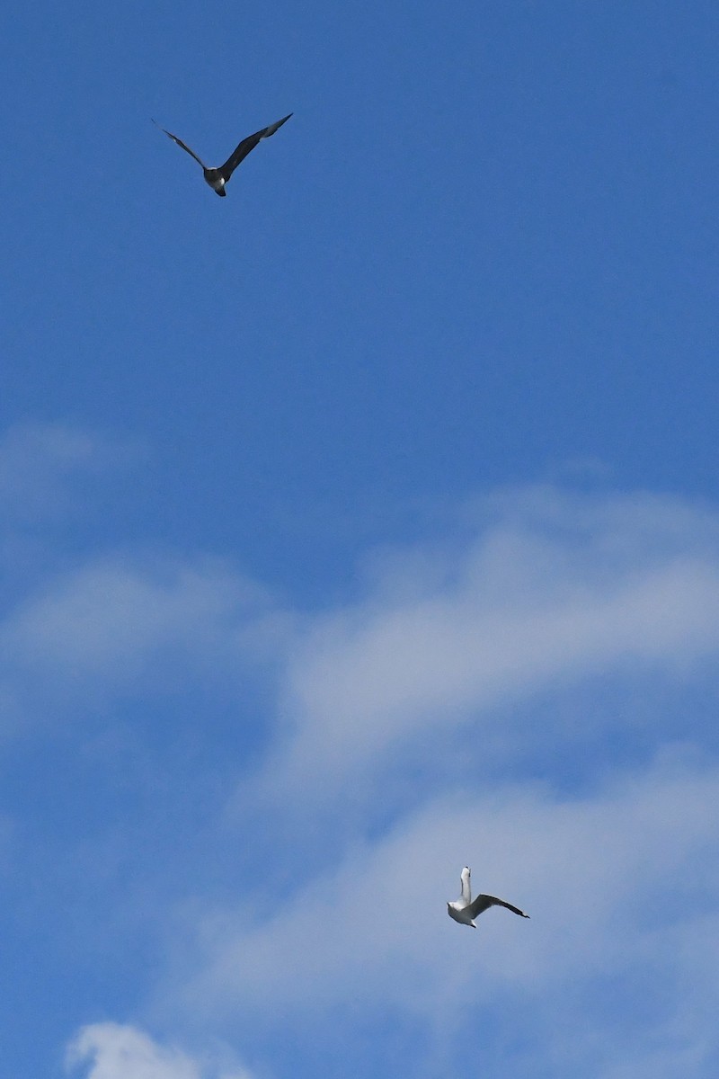 Silver Gull - ML646229054